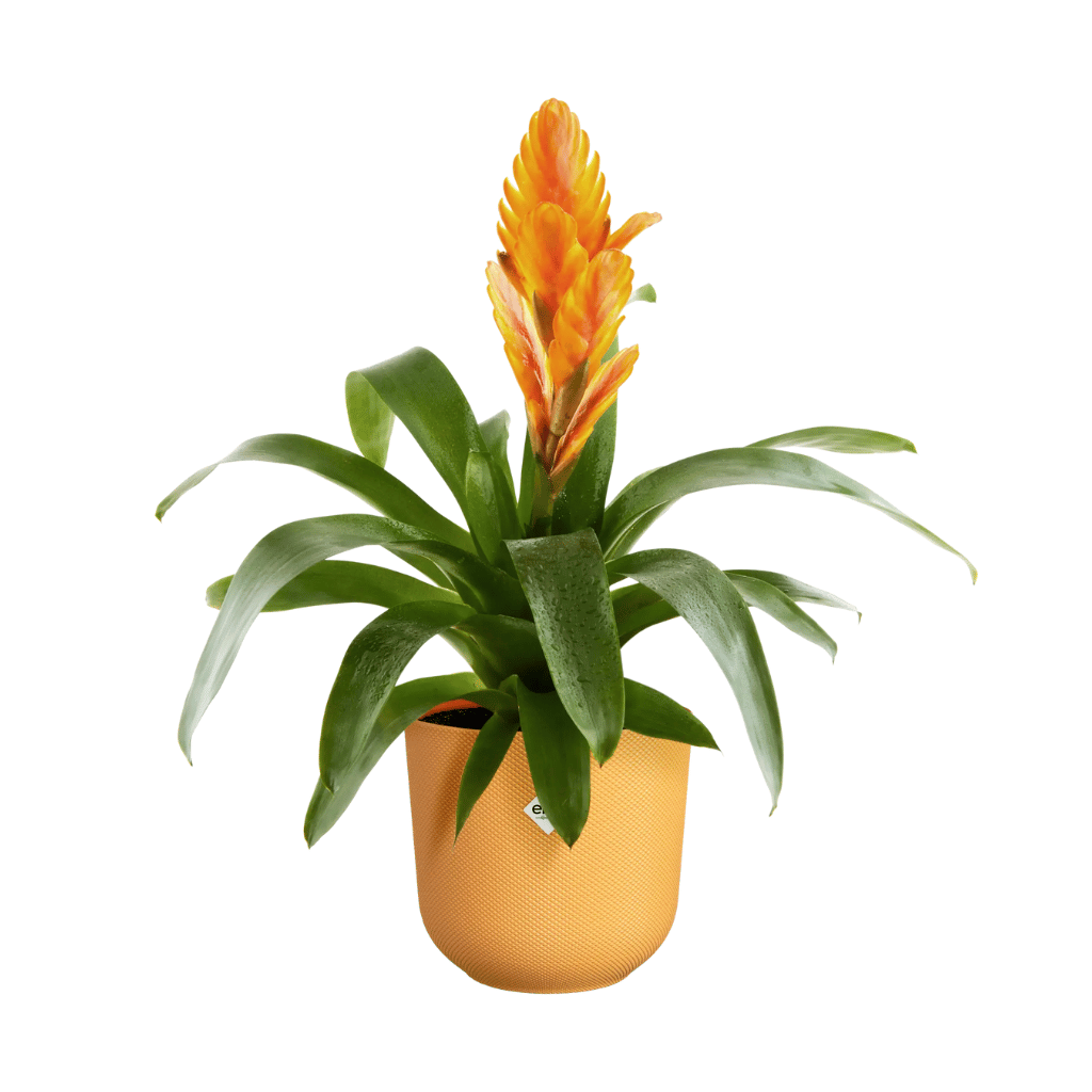 Elho Jazz Rond Amber geel 14 x 13 cm