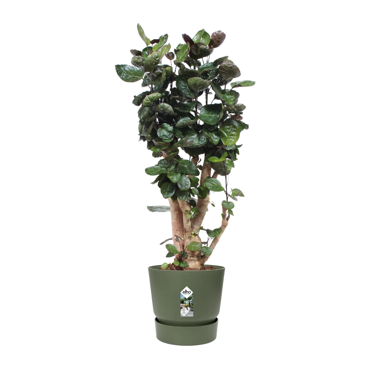 Elho Bloempot Greenville Rond Blad Groen 55 x 50 cm