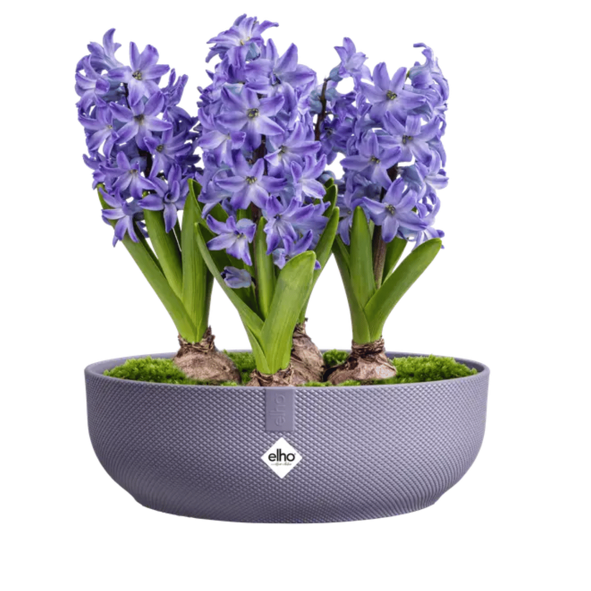 Elho Bloempot Jazz Rond Paars 28 x 9 cm