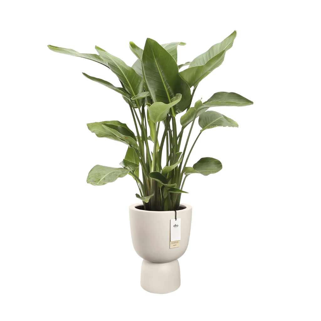 Elho Amber Coupe 35 Linnen wit - ø 35 x H 49 cm - 100% gerecycled