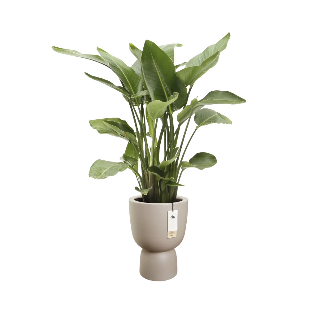 Elho Amber Coupe Round 41 Balanced beige - ø 41 x H 58 cm - 100% gerecycled