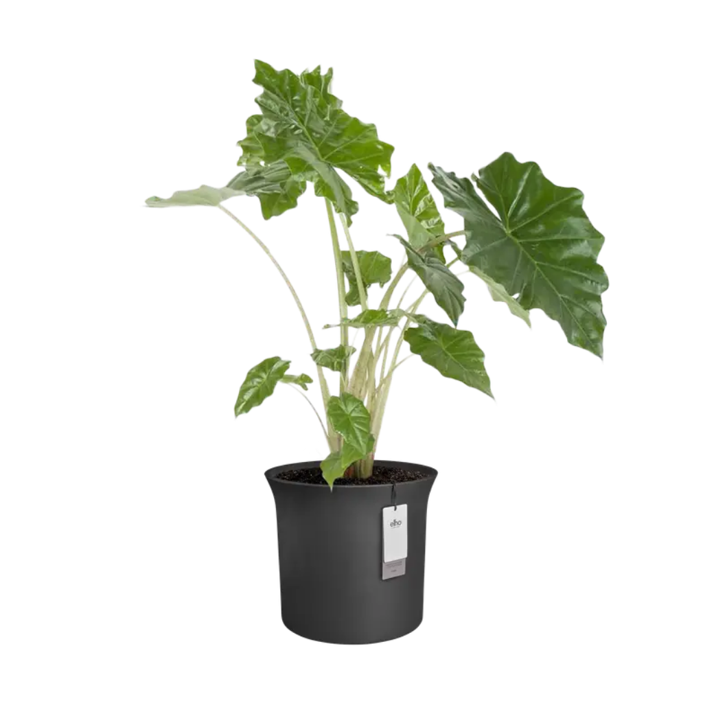 Elho June Tulip 40 Zwart - ø 39 x H 36 cm - 100% gerecycled