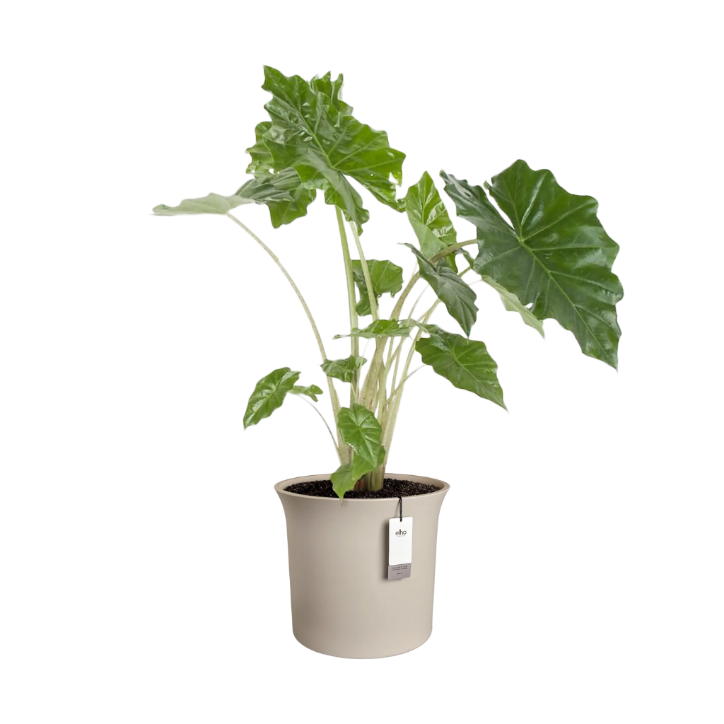 Elho June Tulip 47 Balanced beige- ø 47 x H 43 cm - 100% gerecycled
