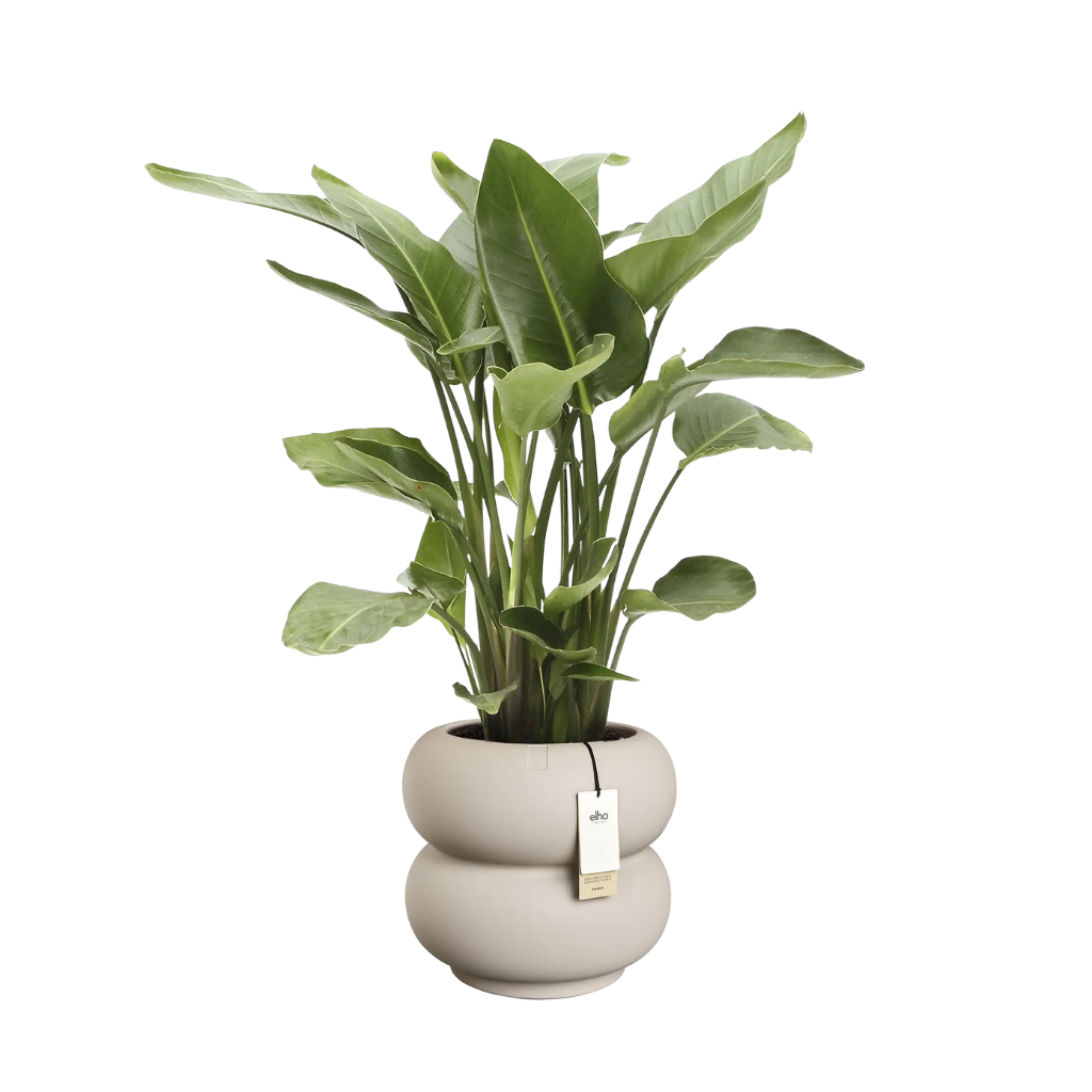 Elho Amber Roll Low - Balanced beige - 43 x 40 cm