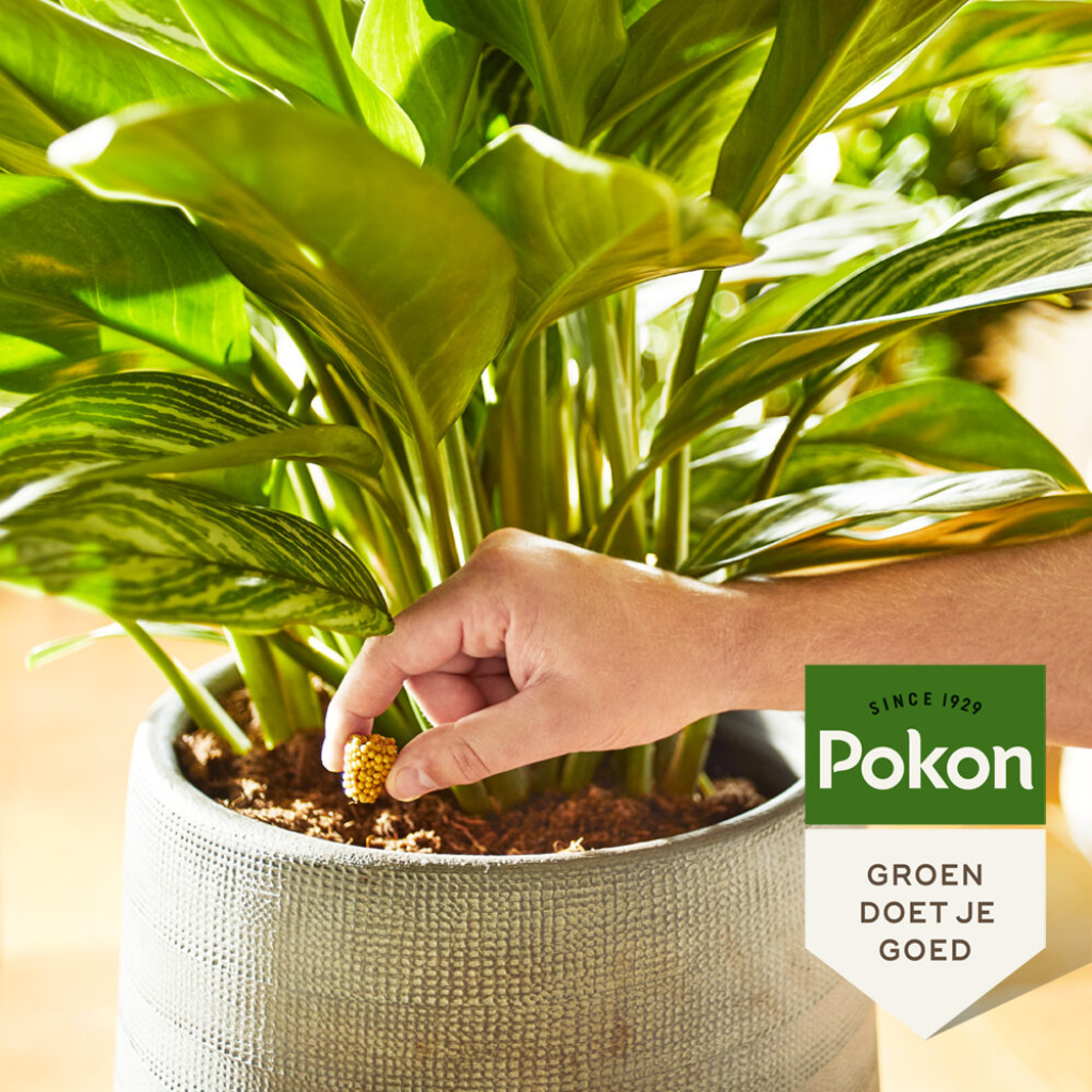 Pokon Kamerplanten Voedingskegels 10 stuks
