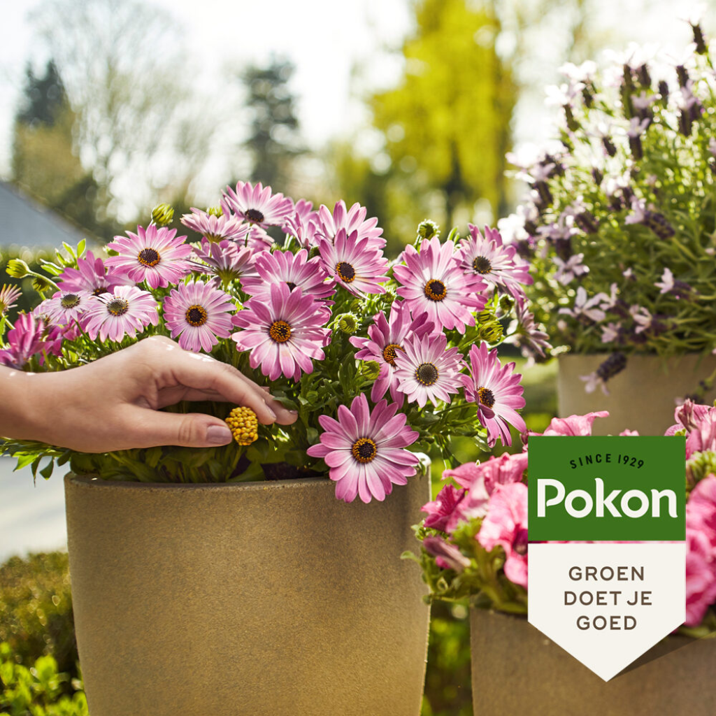 Pokon Terras & Balkon planten voedingskegels 10 stuks