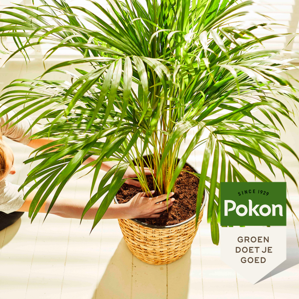 Pokon Palm Voeding 250ml
