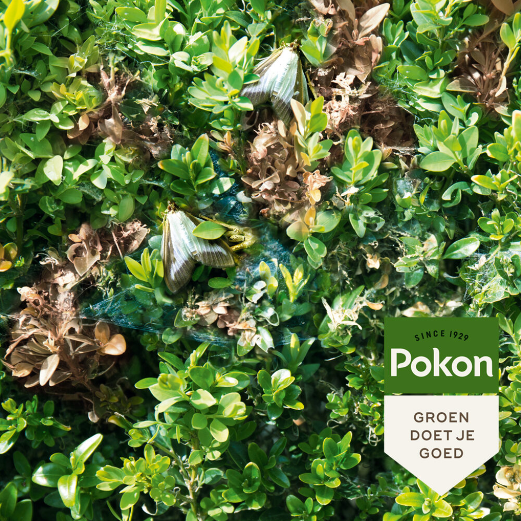 Pokon Buxus Voeding 500ml