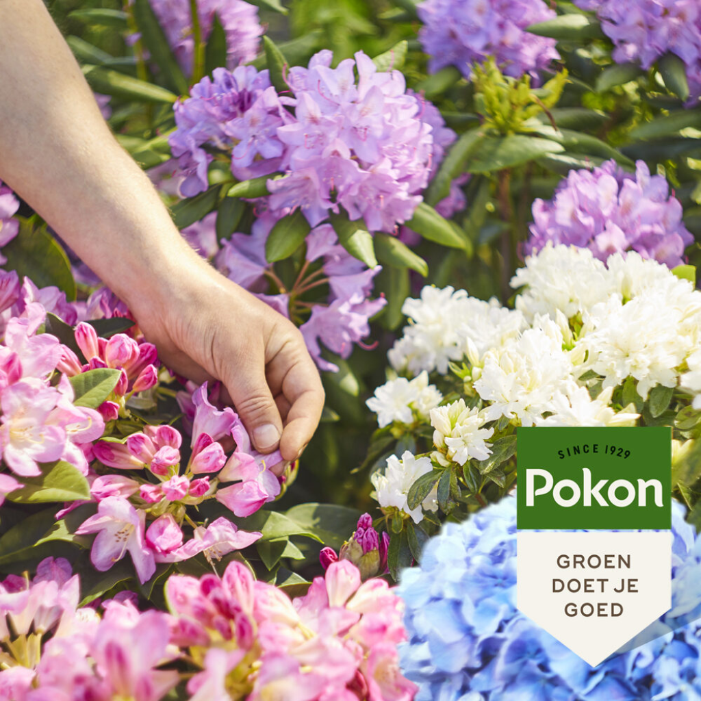 Pokon Rhododendron, Hortensia & Azalea Mest 1kg