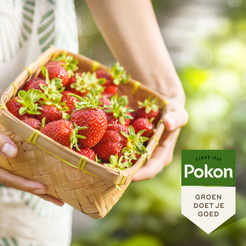 Pokon Bio Kleinfruit Mest 1kg