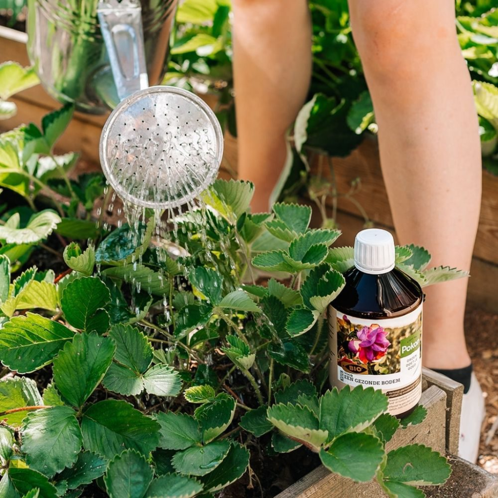 Pokon Bio Kuur voor een Gezonde Bodem Concentraat 500ml