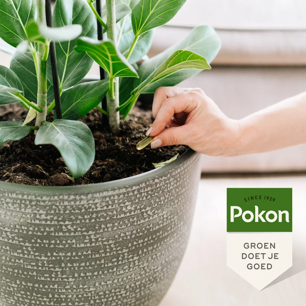 Pokon Bio Plantkuur Schimmelgevoelige planten capsules 