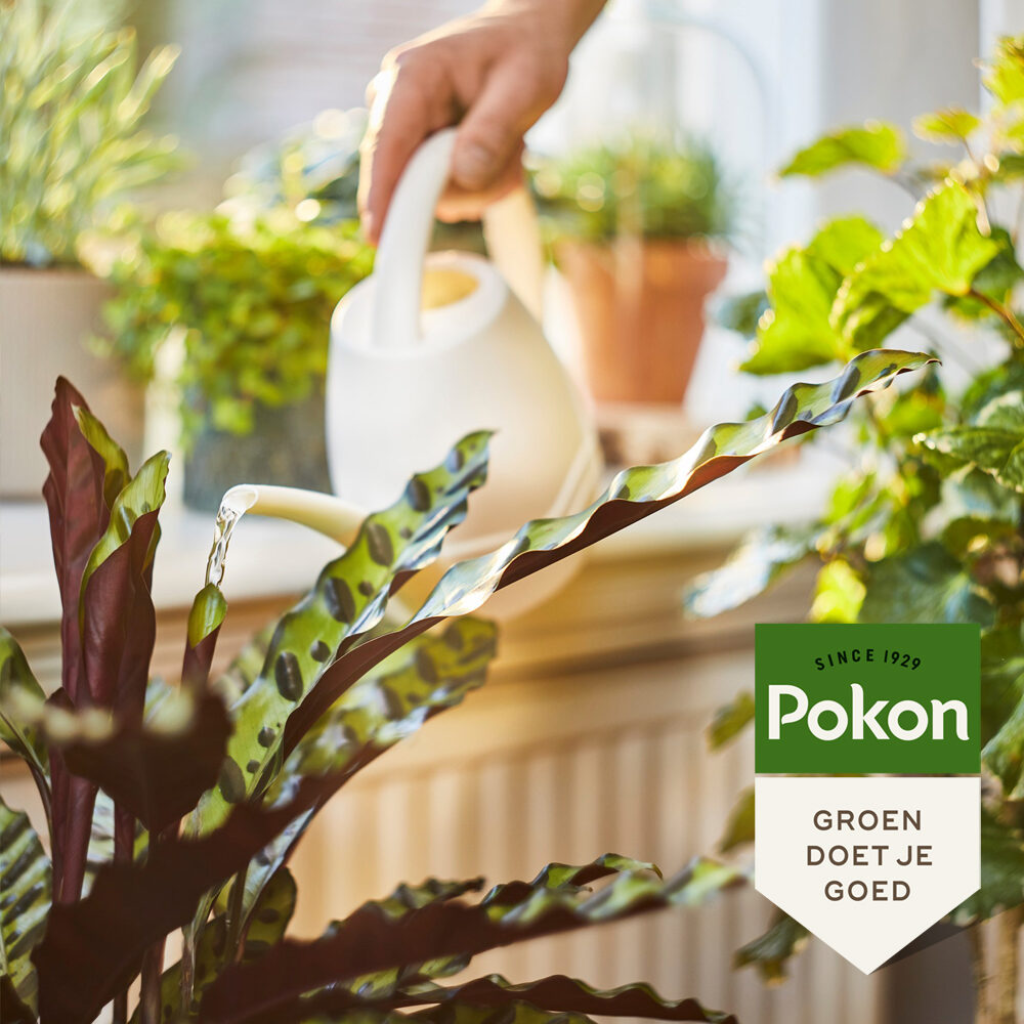Pokon Bio Kamerplanten Voeding 1L