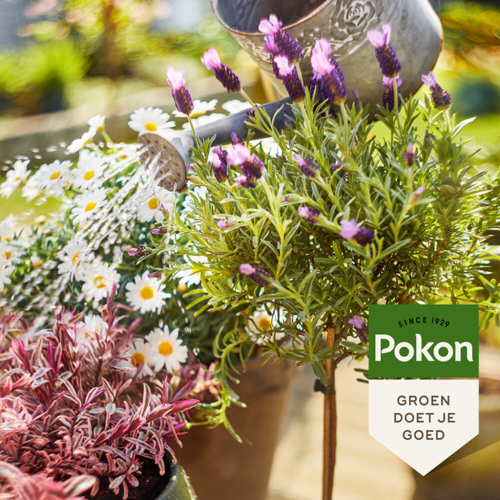 Pokon Bio Terras & Balkon Planten Voeding 1L