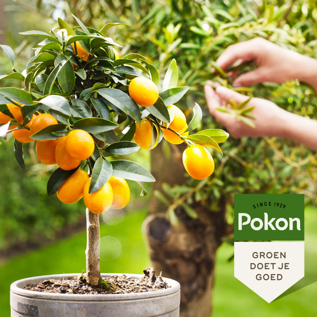 Pokon Bio Mediterrane Planten Voeding 500ml