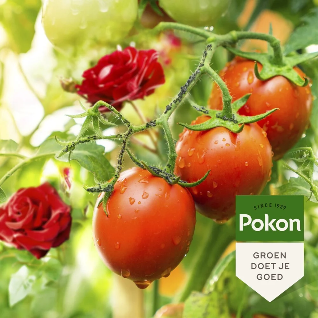 Pokon Bio Tegen Insecten Polysect GYO Concentraat 225ml
