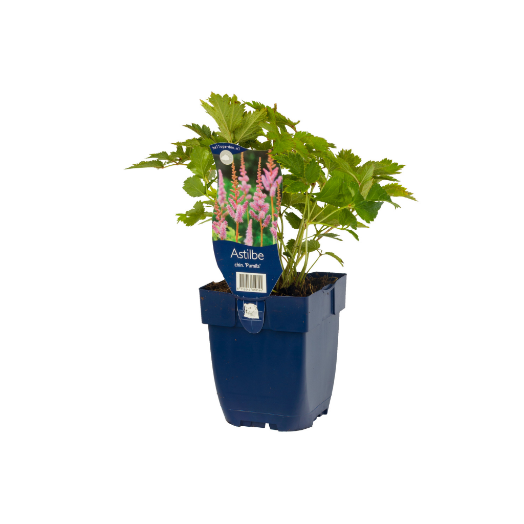 Spirea (Astilbe chin. 'Pumila') ø 11 cm