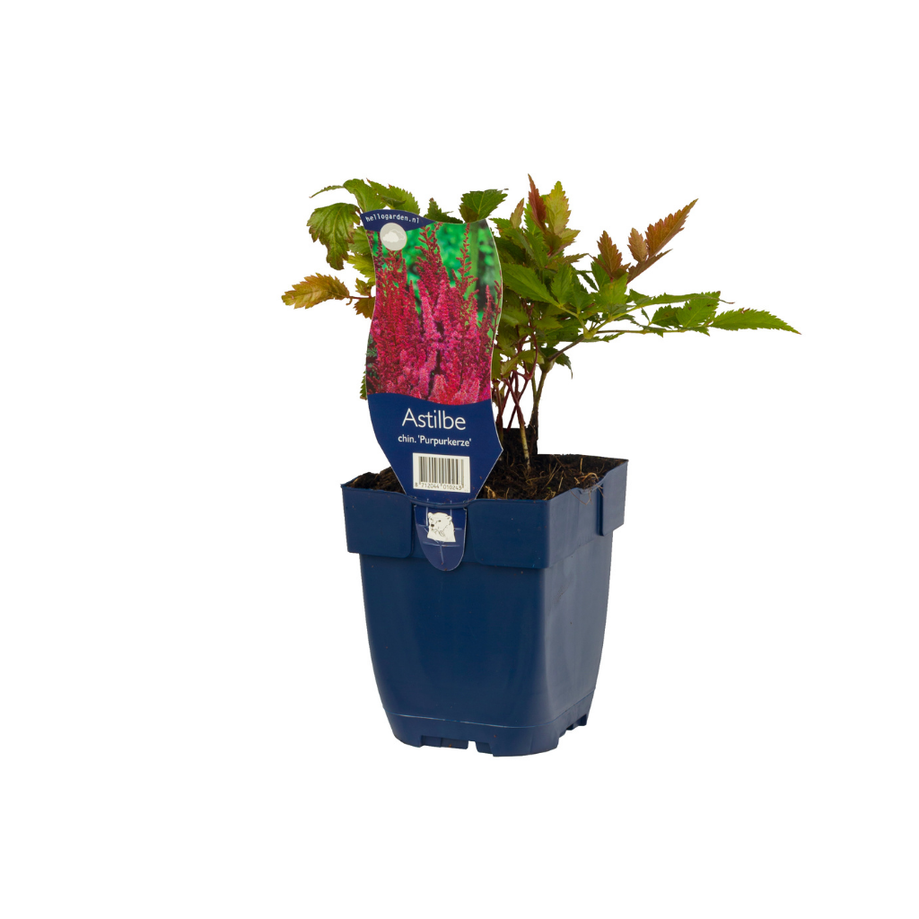 Pluimspirea (Astilbe chin. 'Purpurkerze') ø 11 cm