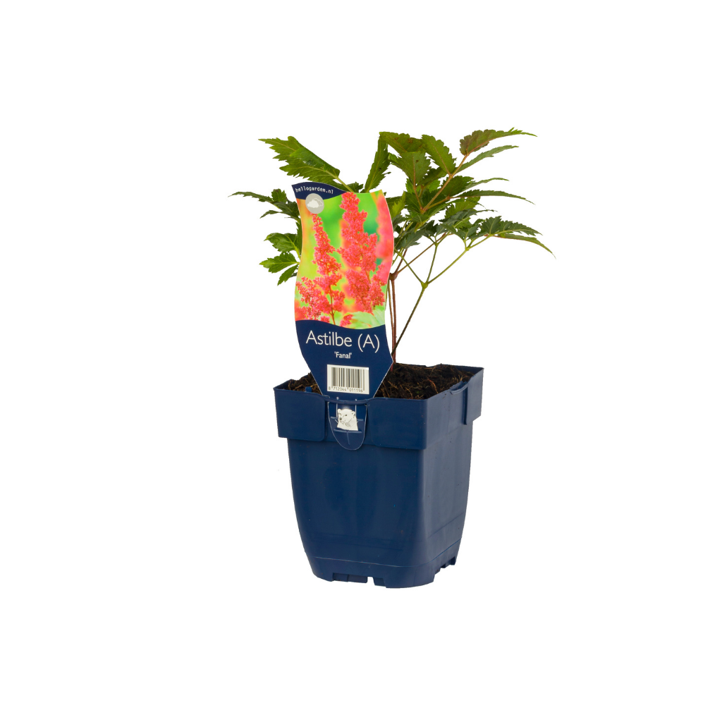 Spirea (Astilbe (A) 'Fanal') ø 11 cm