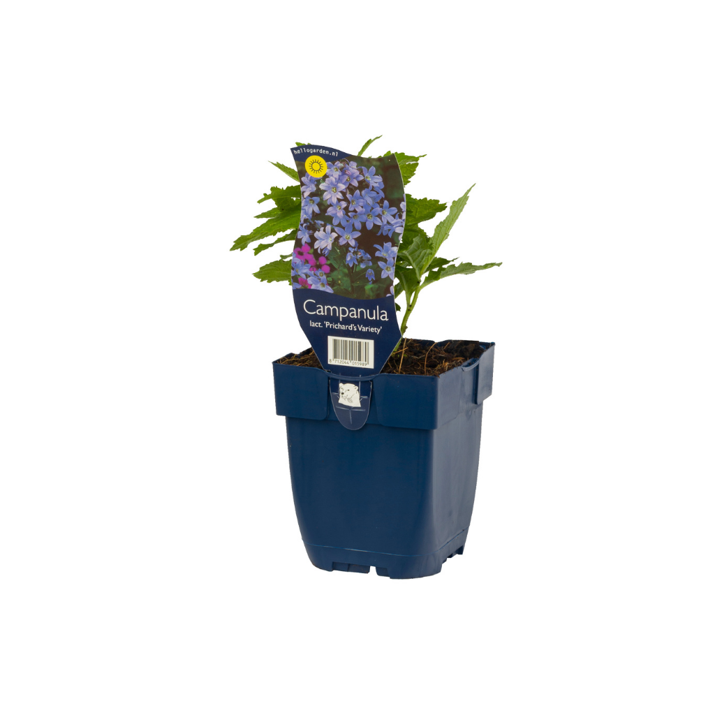 Klokjesbloem (Campanula lact. 'Prichard's Variety') ø 11 cm