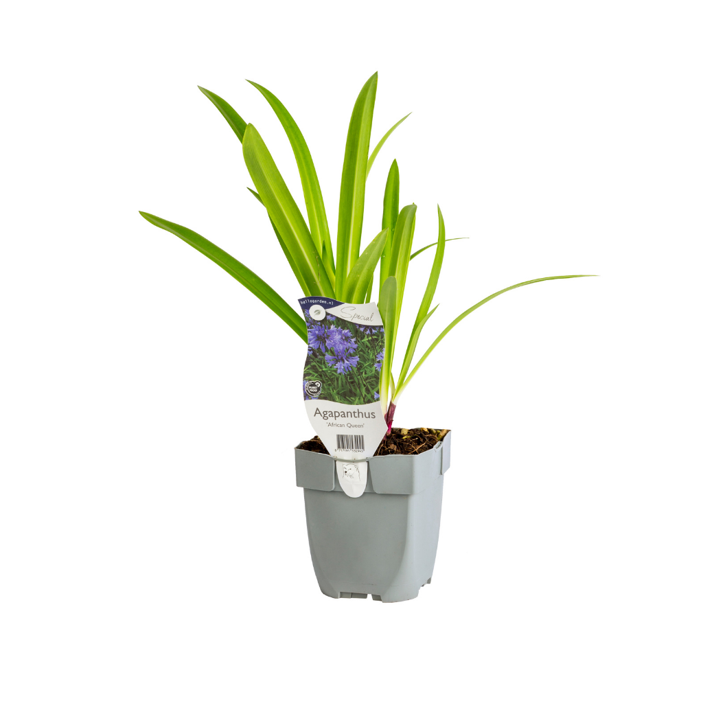 Zilverkaars (Actaea simplex 'White Pearl') ø 11 cm