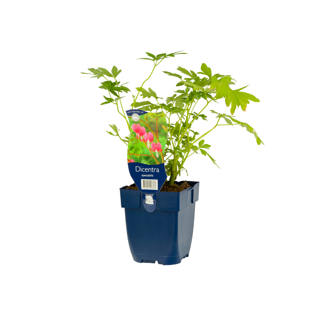 Gebroken hartjes (Dicentra spectabilis) ø 11 cm