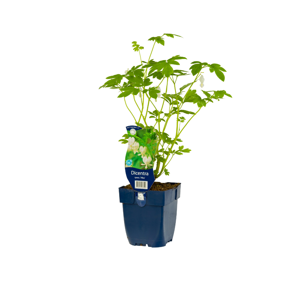Gebroken hartjes (Dicentra spectabilis 'Alba') ø 11 cm