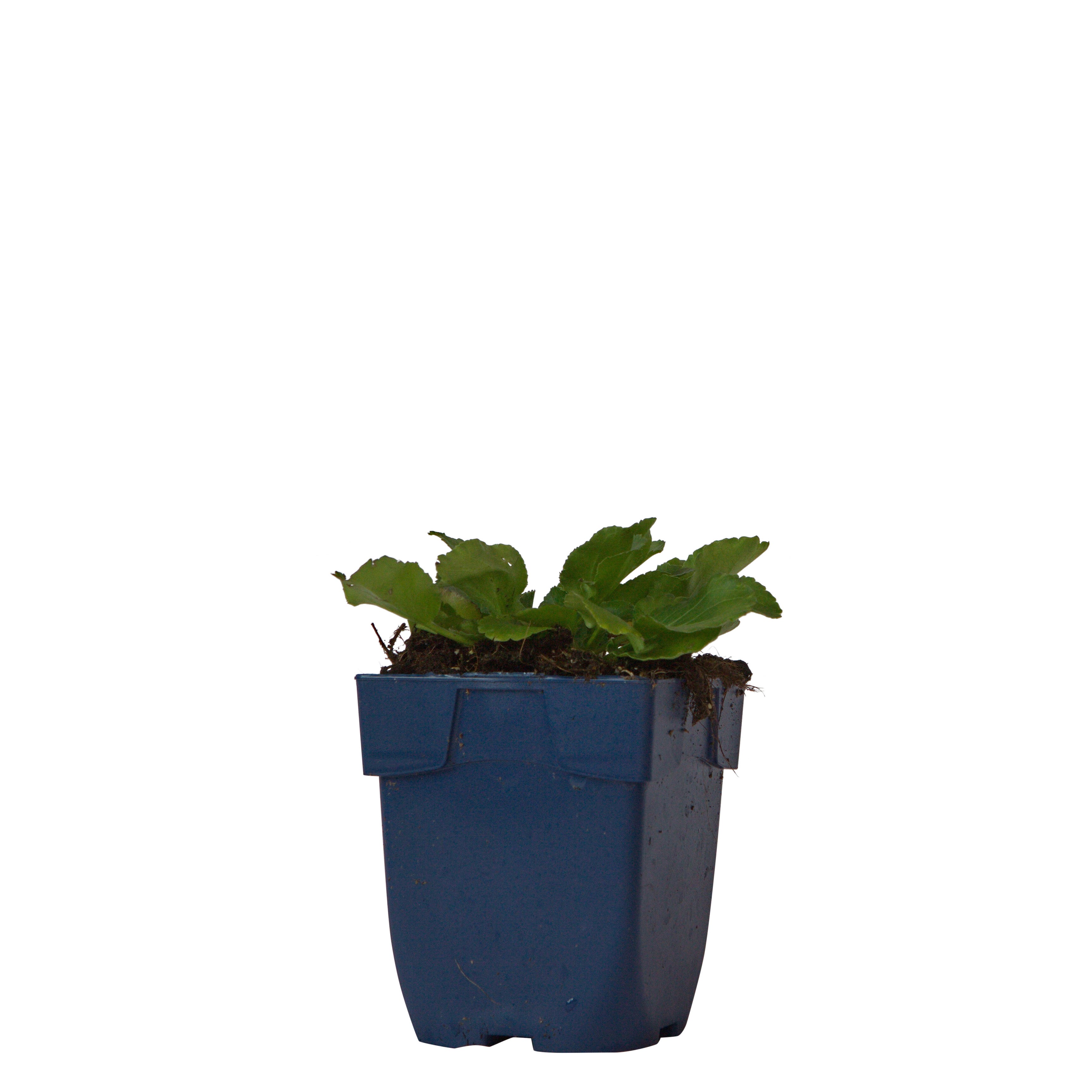 Kruisdistel (Eryngium planum) ø 11 cm