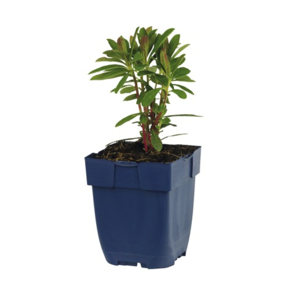 Vroege Wolfsmelk (Euphorbia char. 'Wulfenii') ø 11 cm