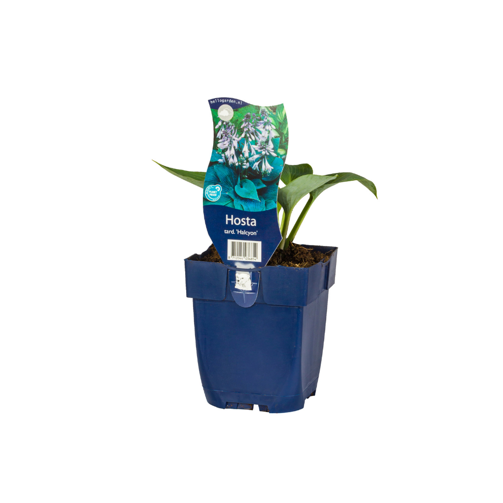 Hartlelie (Hosta tardiana 'Halcyon') ø 11 cm