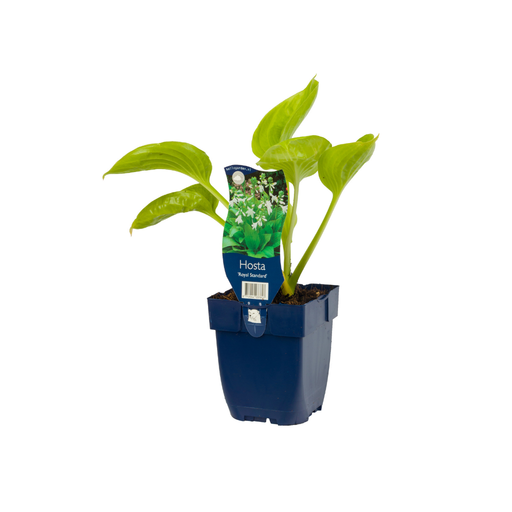 Hartlelie (Hosta 'Royal Standard') ø 11 cm