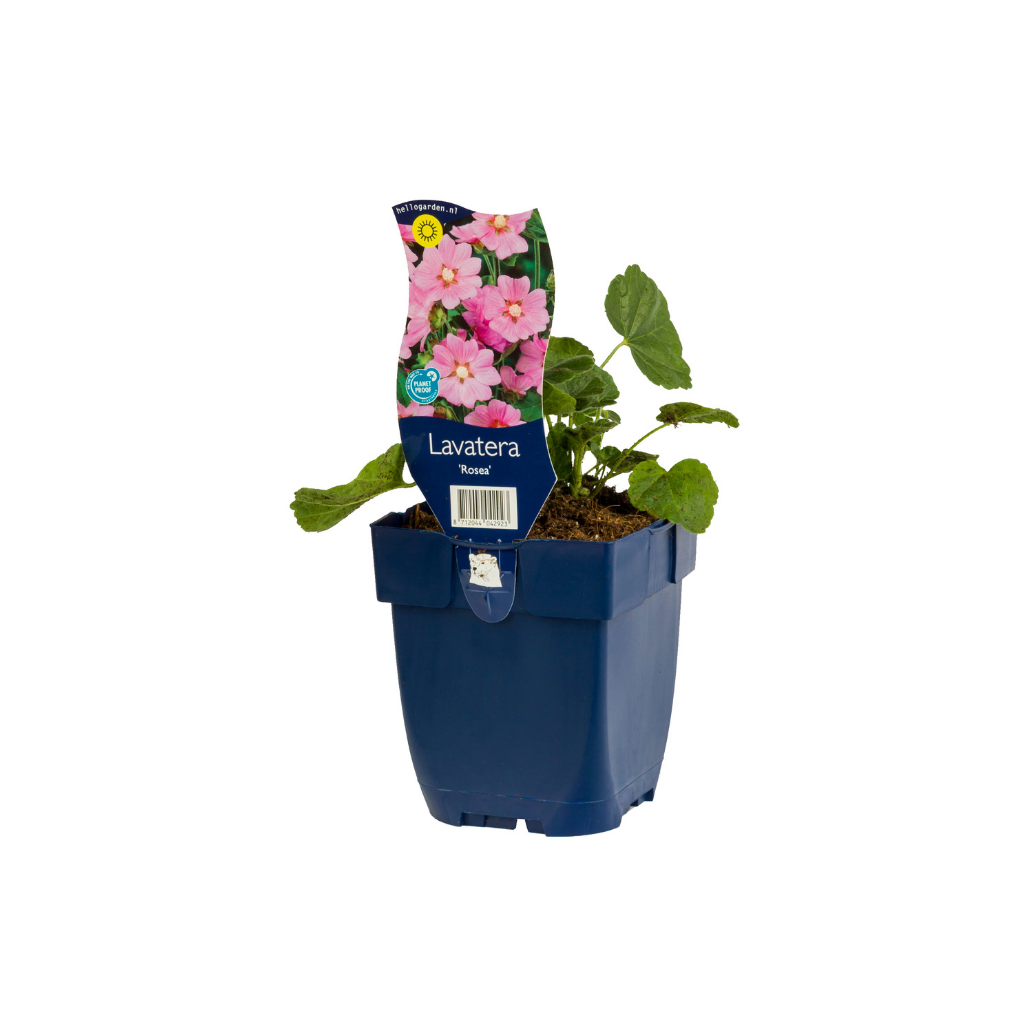 Lavatera (Lavatera 'Rosea') ø 11 cm