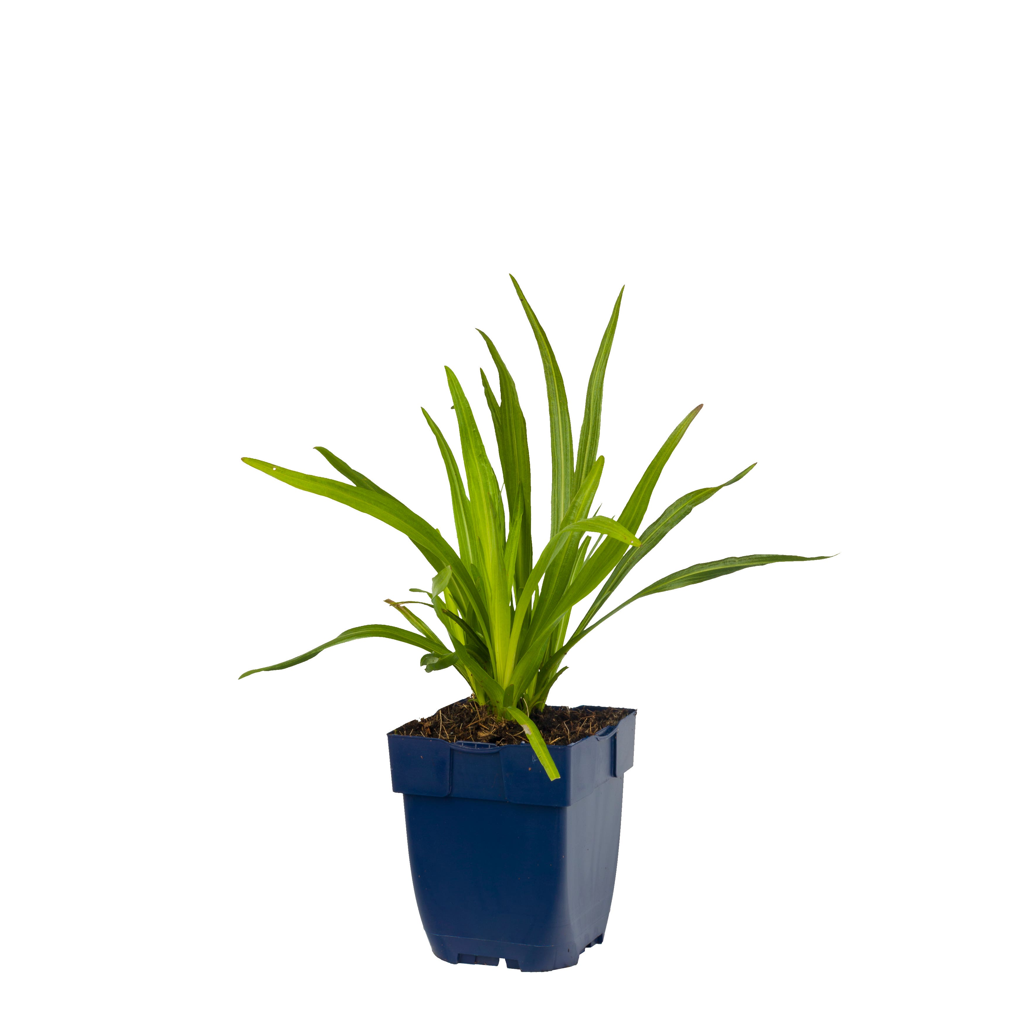 Lampepoetser (Liatris spicata) ø 11 cm