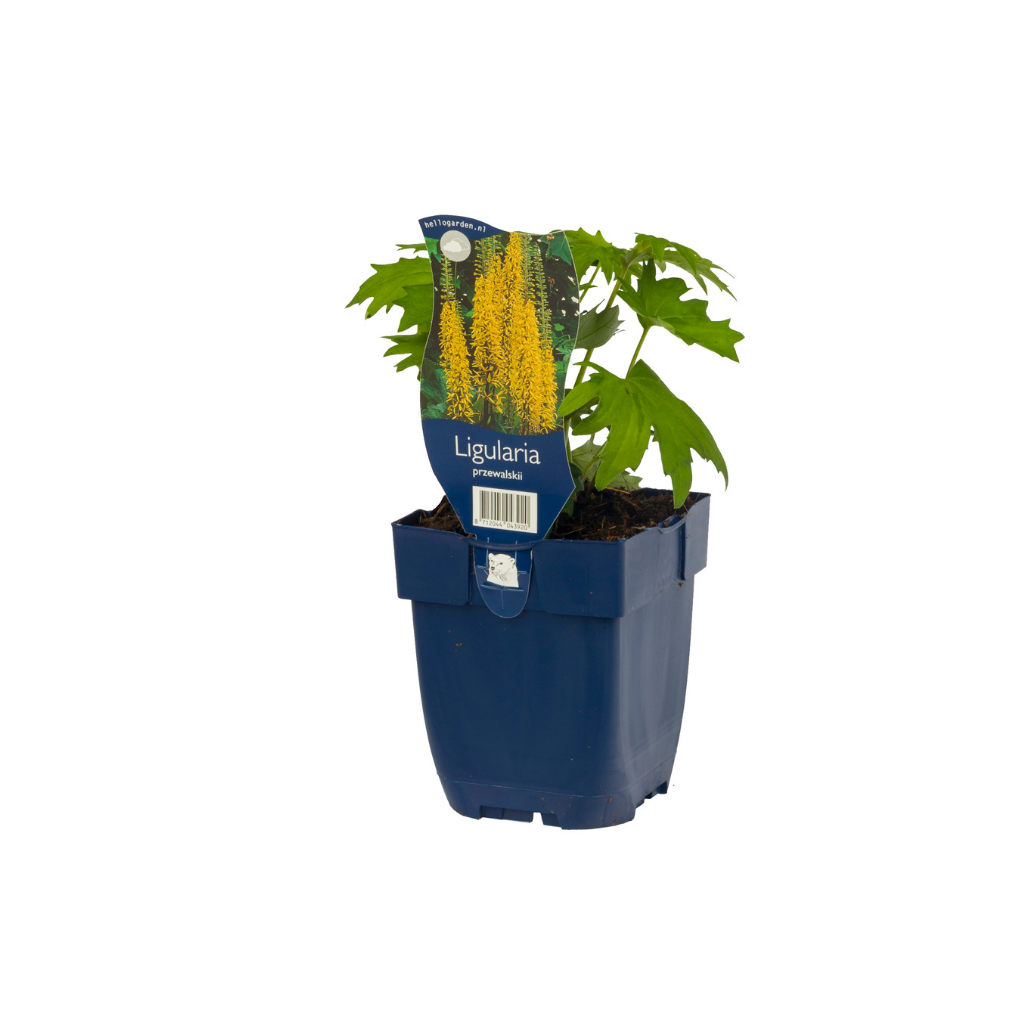 Kruiskruid (Ligularia przewalskii) ø 11 cm