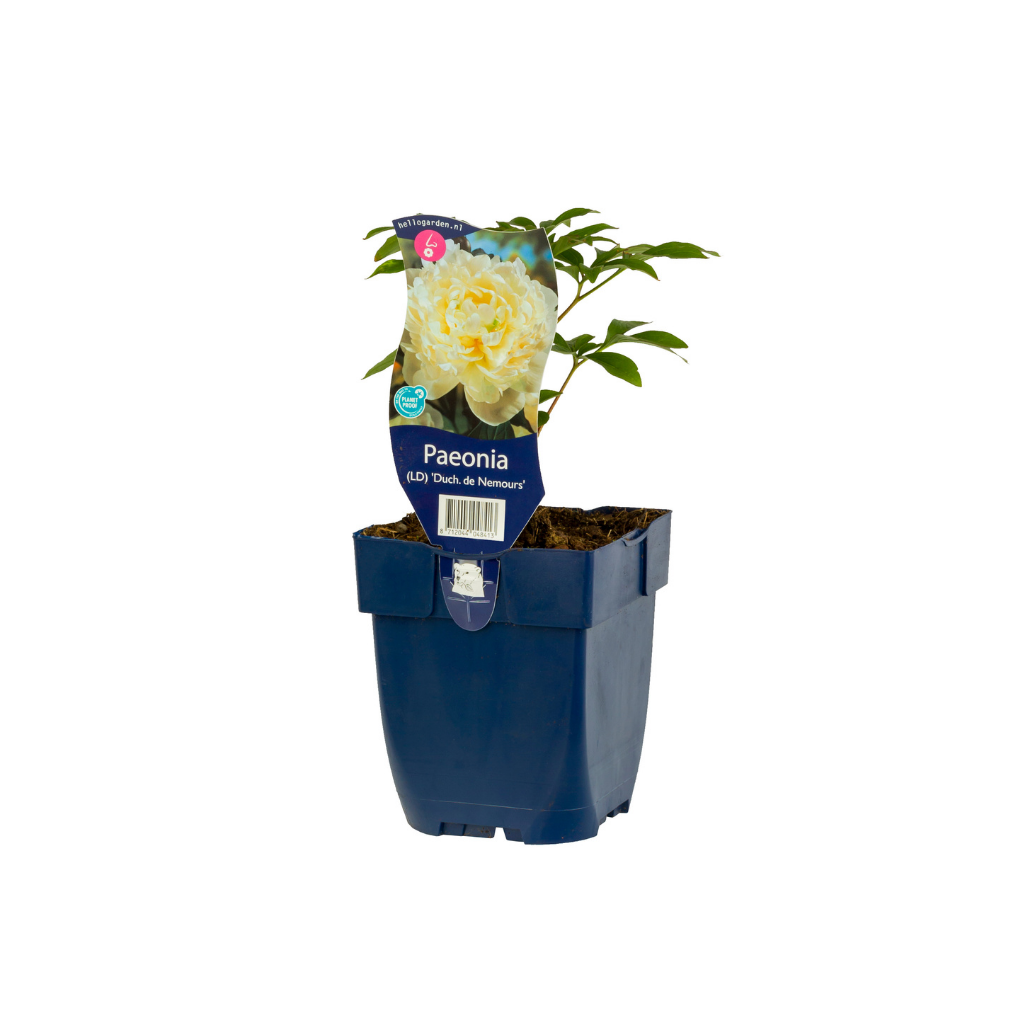 Pioenroos (Paeonia (LD) 'Duch. de Nemours') ø 11 cm