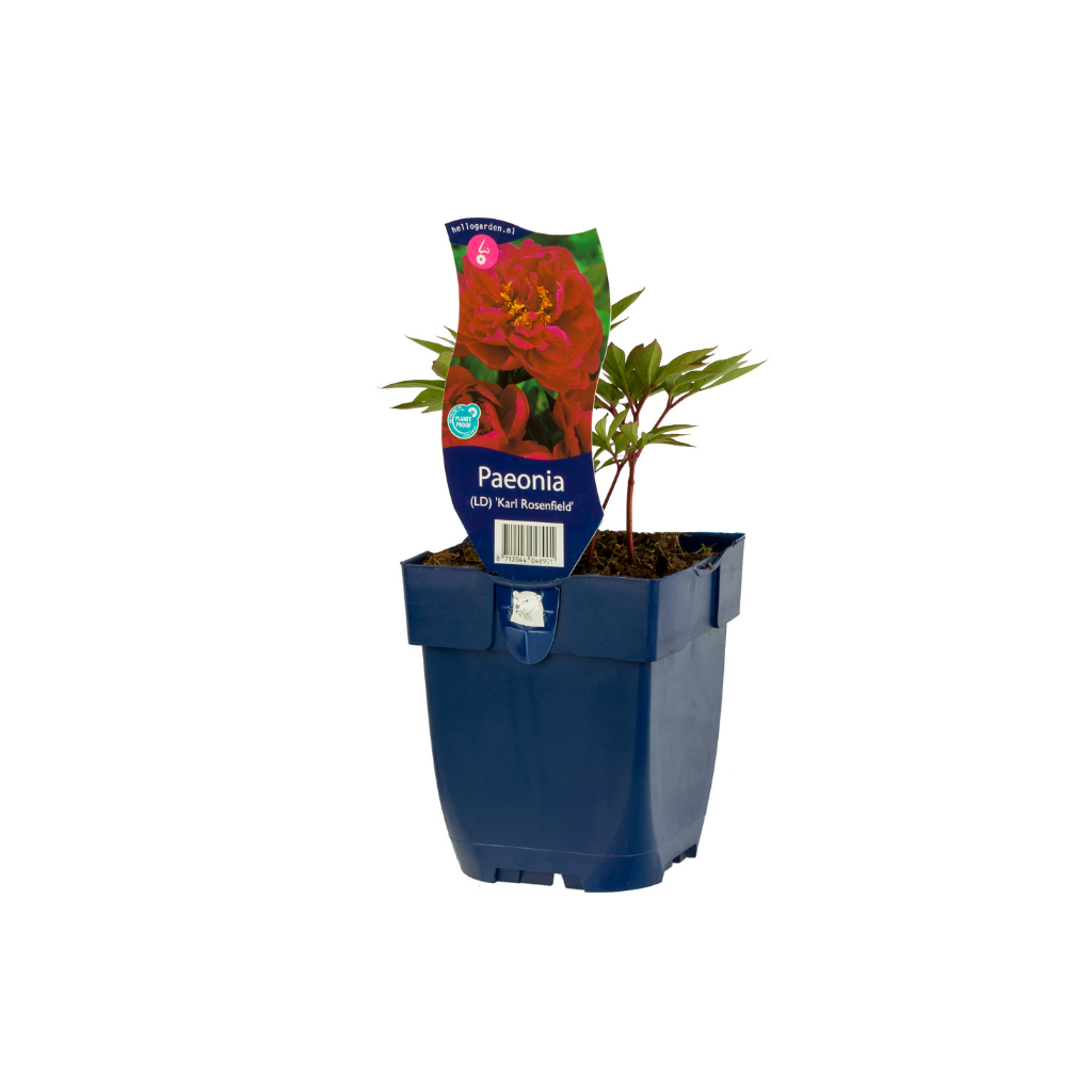 Pioenroos (Paeonia (LD) 'Karl Rosenfield') ø 11 cm