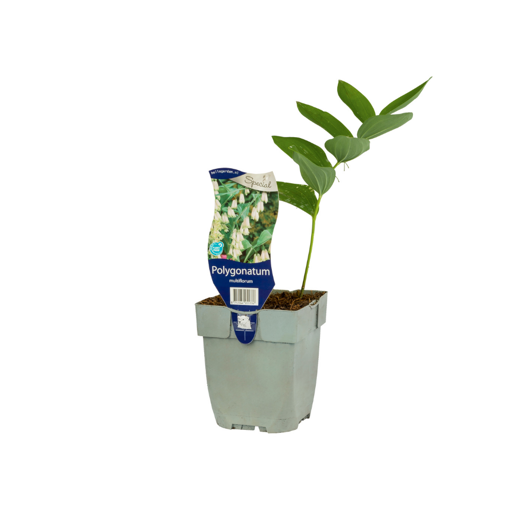 Gewone Salomonszegel (Polygonatum multiflorum) ø 11 cm