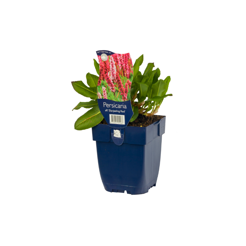 Duizendknoop (Persicaria aff. 'Darjeeling Red') ø 11 cm