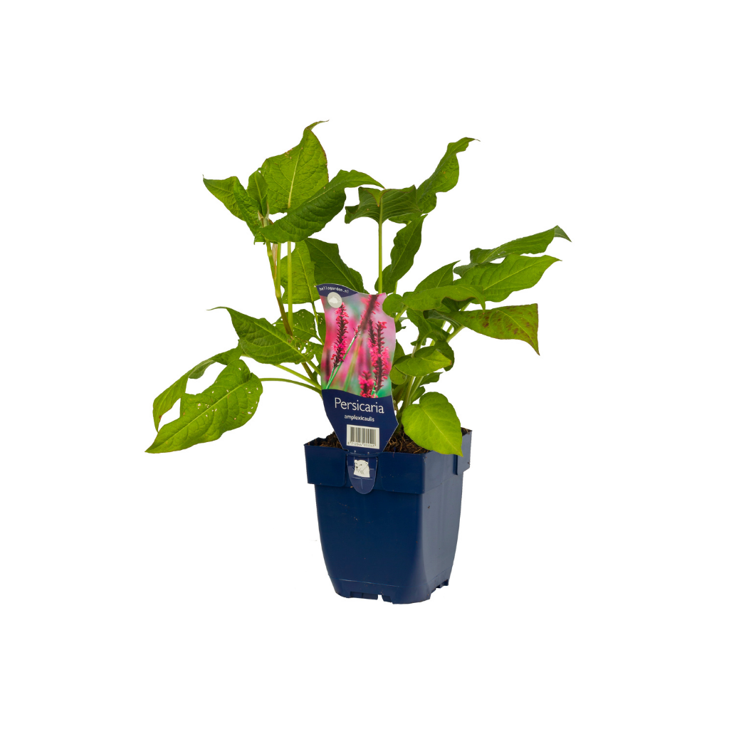 Duizendknoop (Persicaria amplexicaulis) ø 11 cm