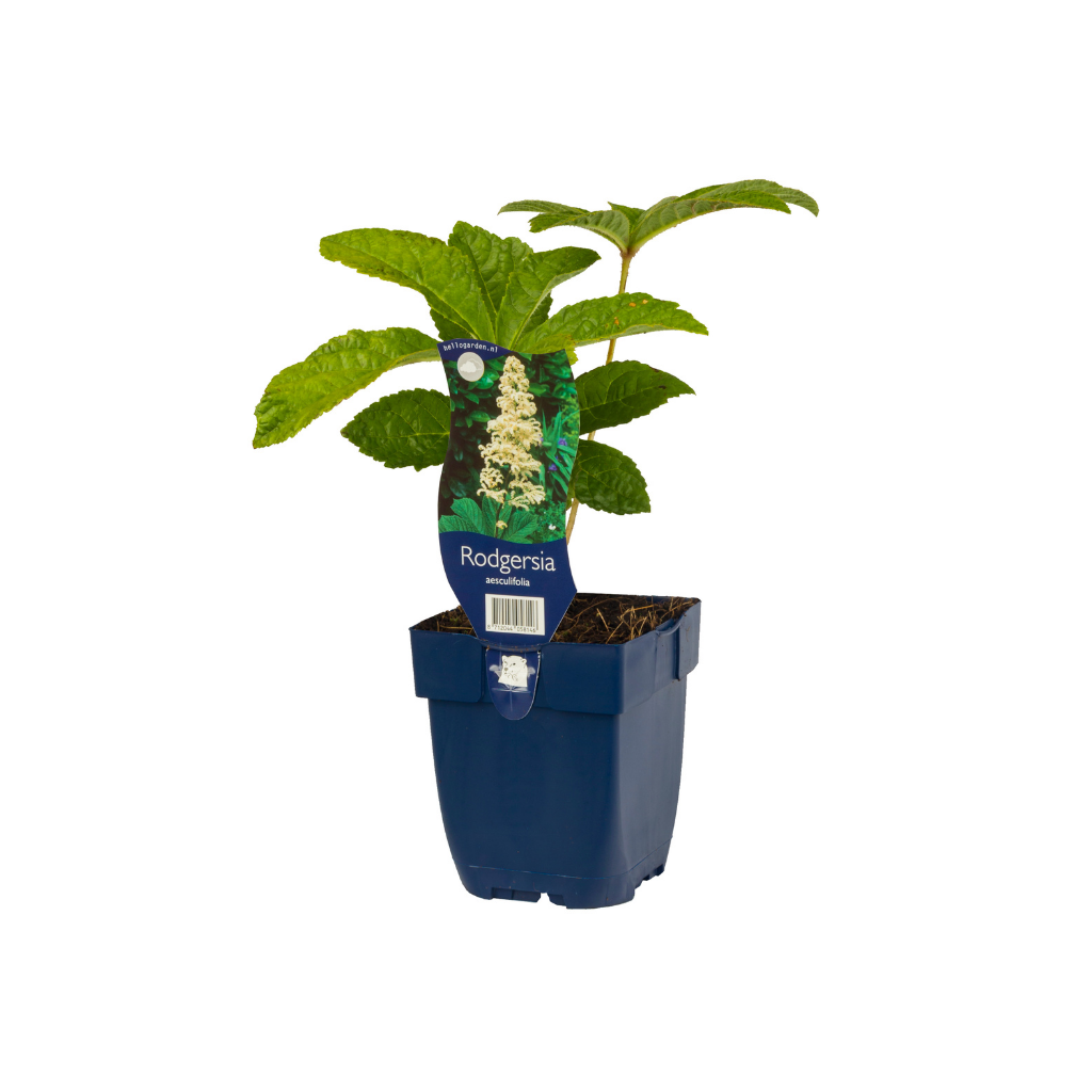 Kastanjebladige astilbe (Rodgersia aesculifolia) ø 11 cm