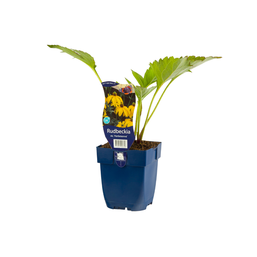 Zonnehoed (Rudbeckia nitida 'Herbstsonne') ø 11 cm