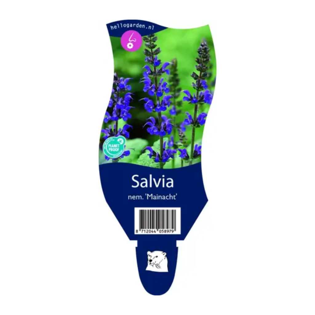 Salie (Salvia nem. 'Mainacht') ø 11 cm