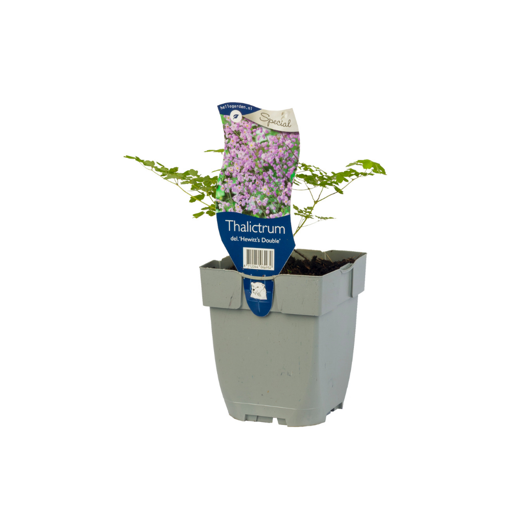 Chinese ruit (Thalictrum del. 'Hewitt's Double') ø 11 cm