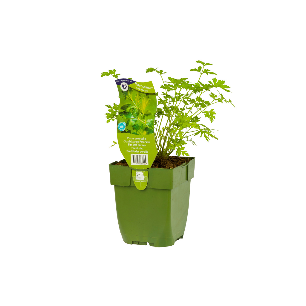 Platte peterselie (Petroselinum neapolitanum) ø 11 cm