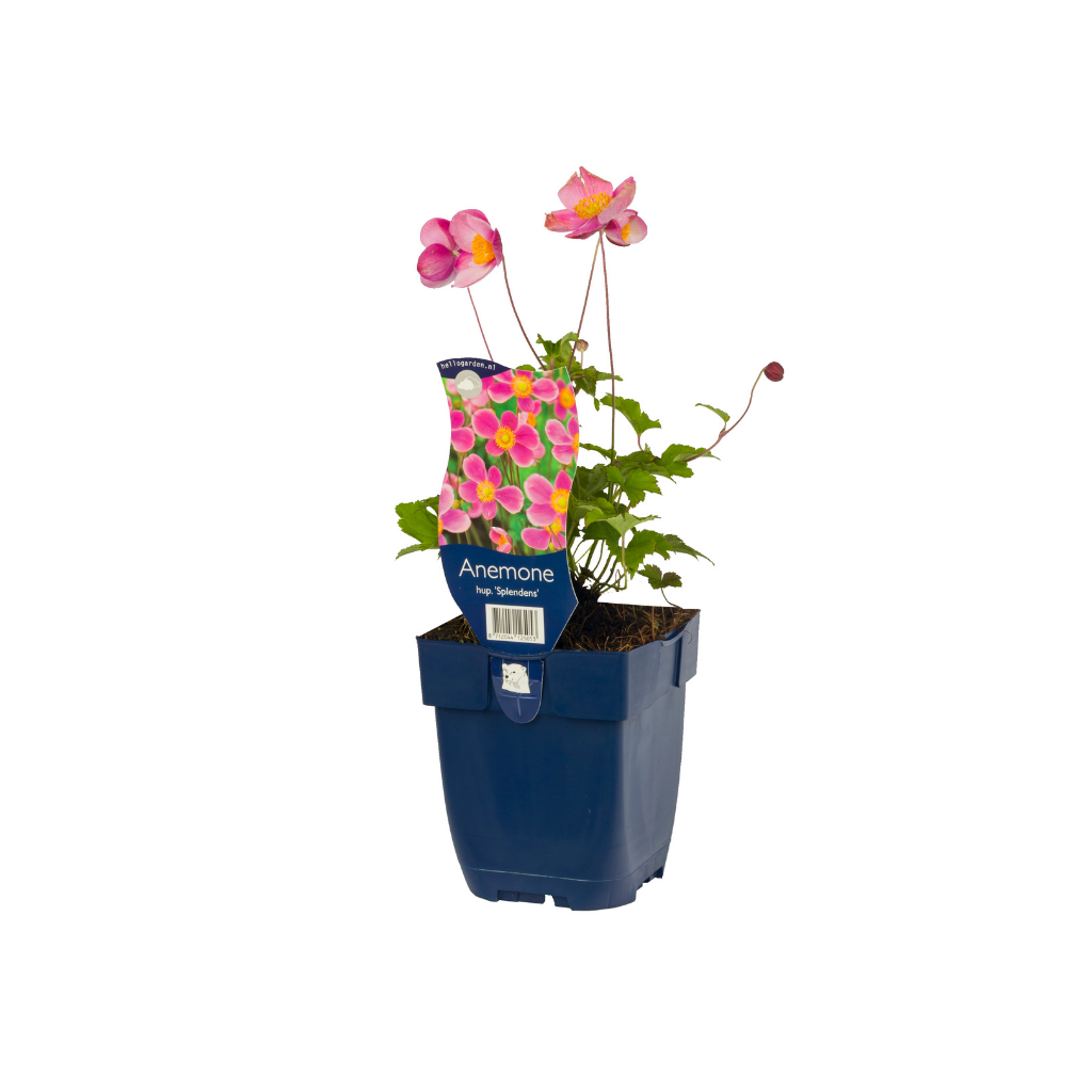 Anemoon (Anemone hup. 'Splendens') ø 11 cm