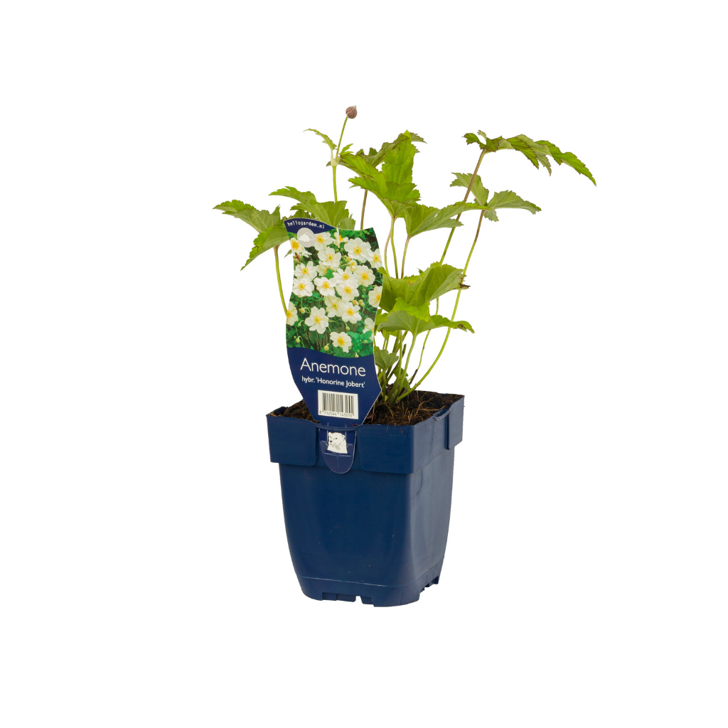Japanse anemoon (Anemone hybr. 'Hon. Jobert') ø 11 cm