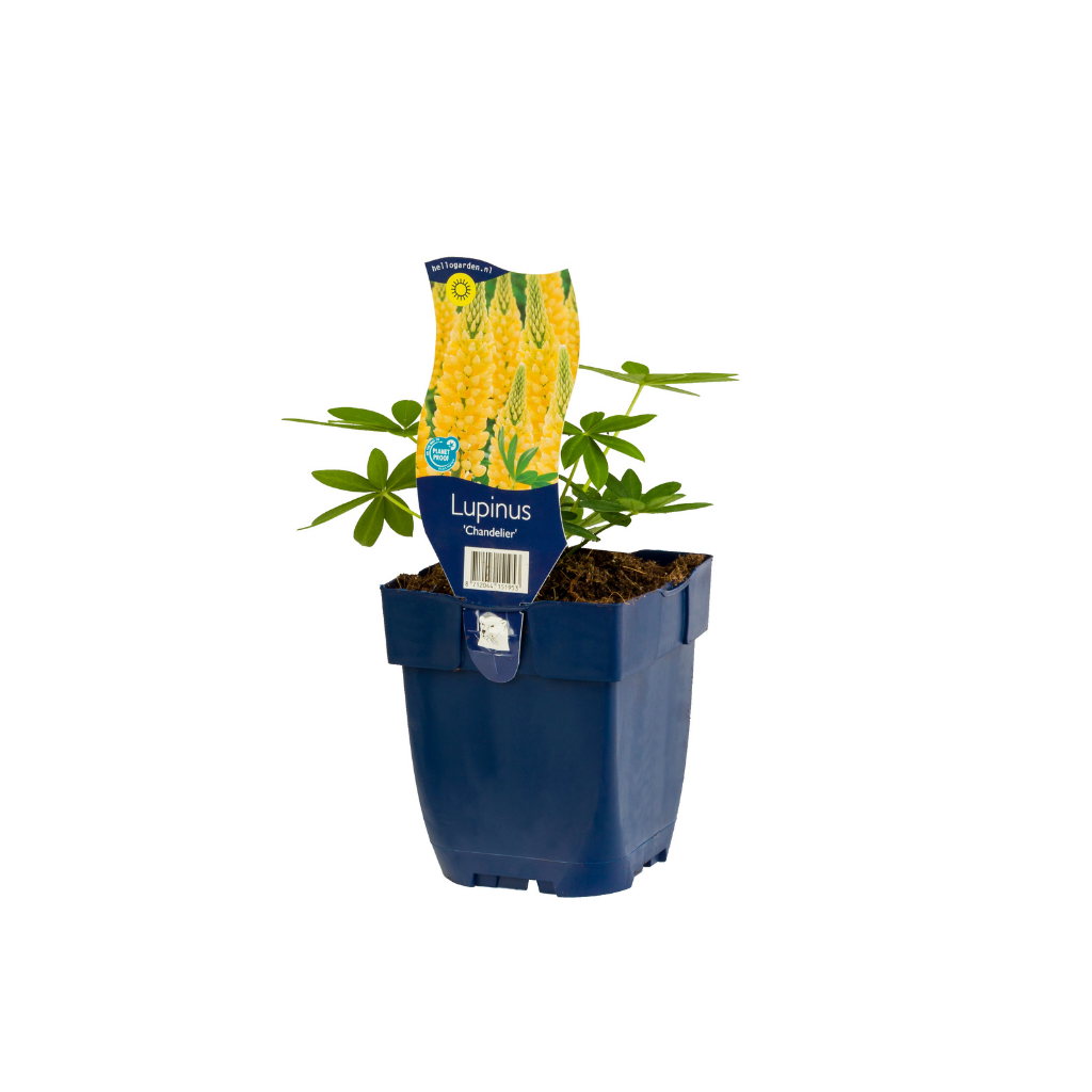 Lupine (Lupinus 'Chandelier') ø 11 cm