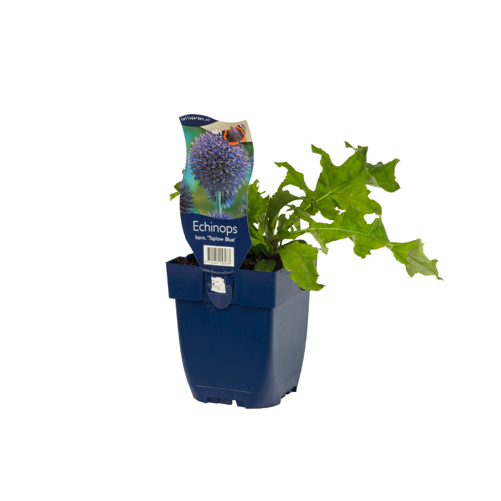 Kogeldistel (Echinops bann. 'Taplow Blue') ø 11 cm