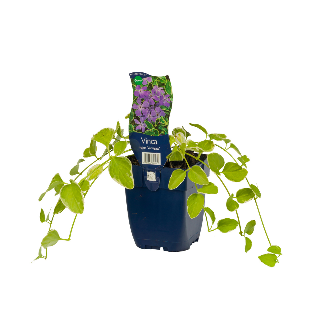 Grote maagdenpalm (Vinca major 'Variegata') ø 11 cm