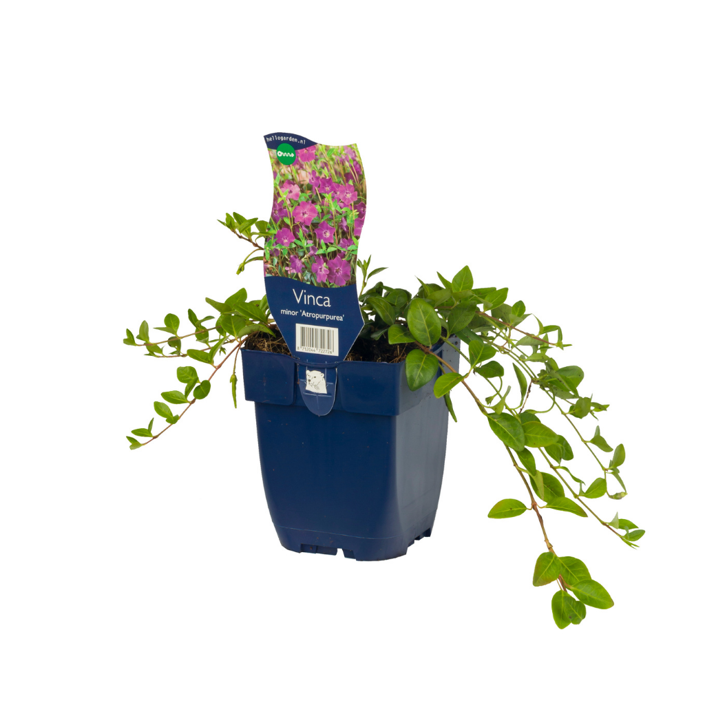 Kleine maagdenpalm (Vinca minor 'Atropurpurea') ø 11 cm